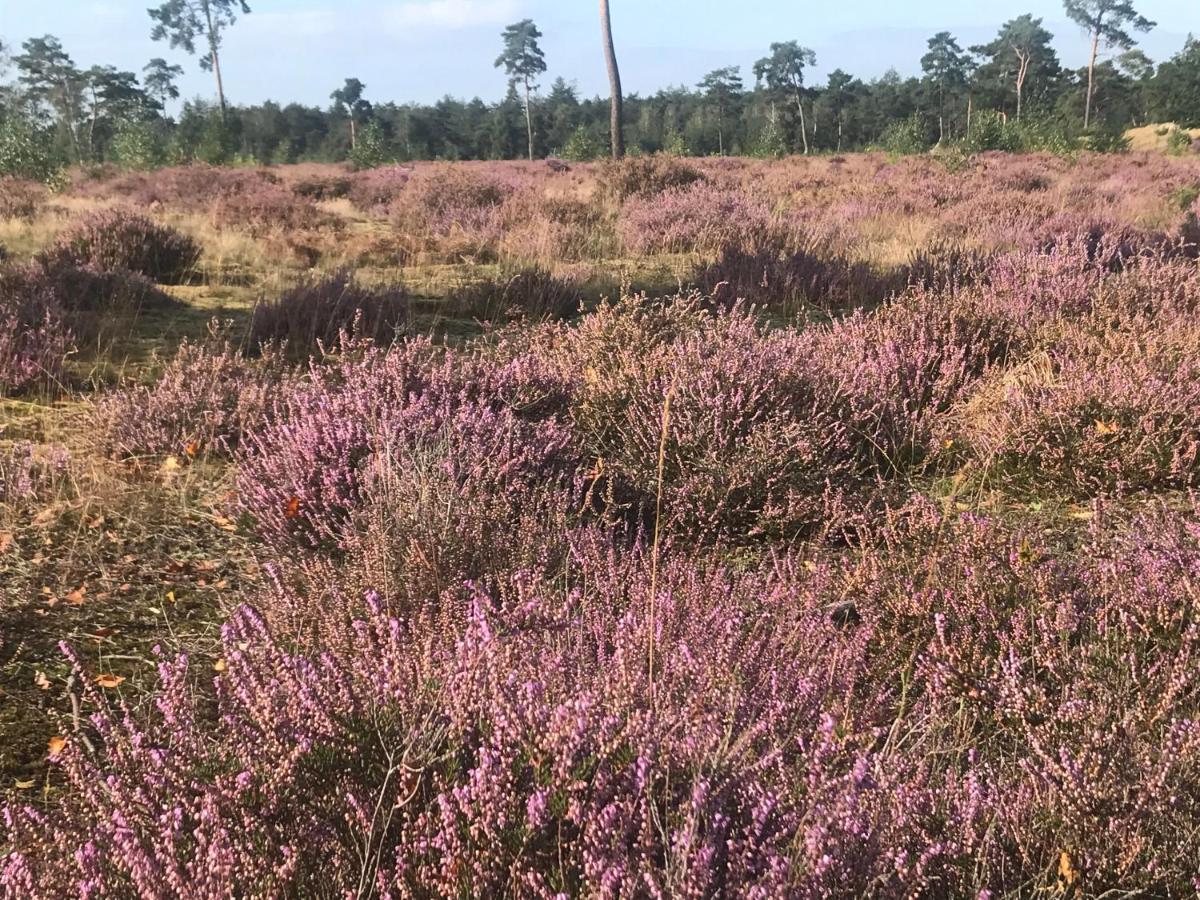 Boshuisje Veluwe Mels Place Doornspijk Buitenkant foto